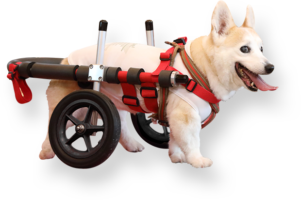 中型犬用車椅子