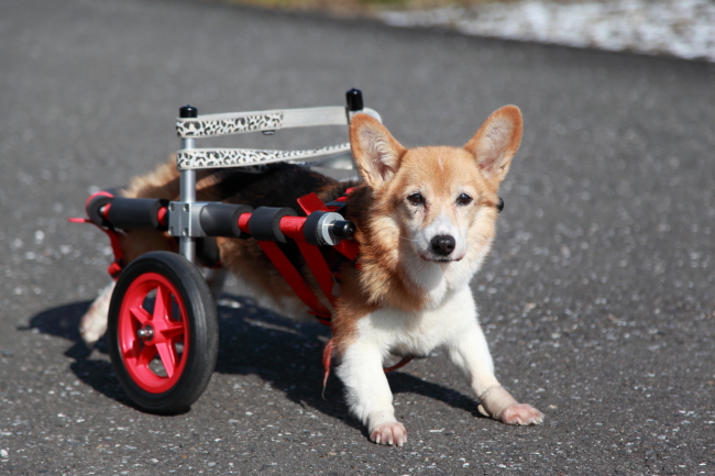 コーギー、柴犬等□犬の車椅子 中型犬用2輪車いす 9～18kg位 歩行器 ...