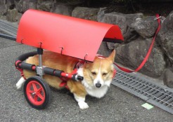 ウェルシュコーギー 兵庫県