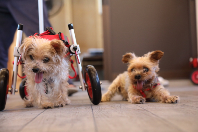 ヨークシャーテリア | 犬用車椅子（犬の車いす）・歩行器の「はな工房」