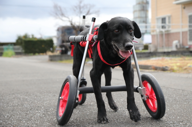 ラブラドールレトリーバー | 犬用車椅子（犬の車いす）・歩行器の「はな工房」