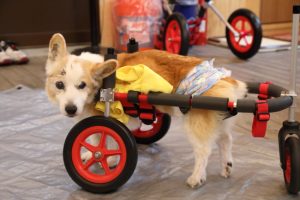 ブログ | 犬用車椅子（犬の車いす）・歩行器の「はな工房」