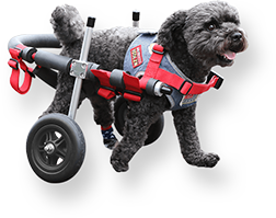 小型犬用車椅子