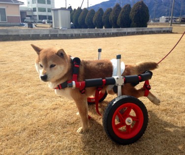 中型犬用車椅子 犬用車椅子 歩行器の はな工房 全国対応可