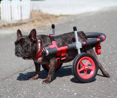 犬用車イス 犬用歩行器 中型犬以上 柴犬から大きいワンコ用のリハビリ等に