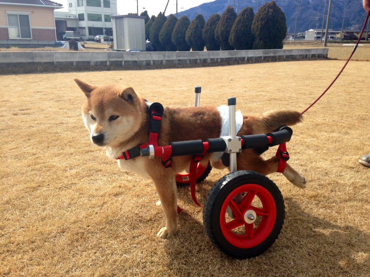 柴犬 エース君