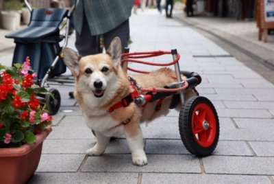 犬の車椅子