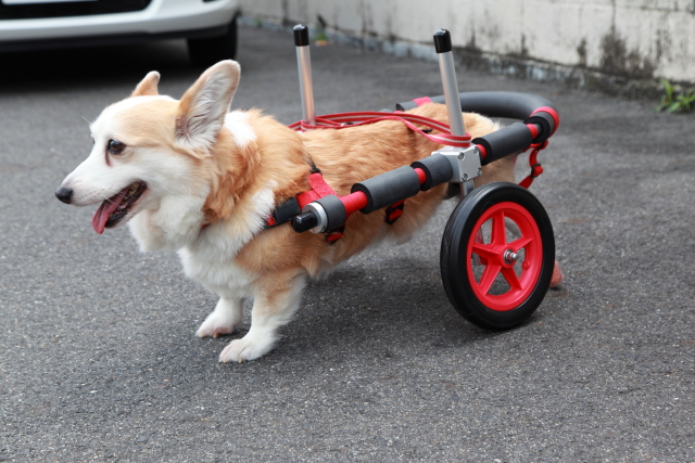 コーギー犬 はなちゃんの車椅子 ブログ はな工房