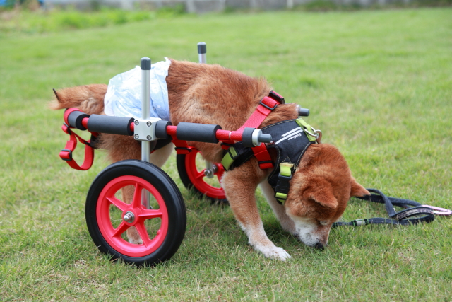 柴犬ロッキー君の犬用車椅子 ブログ はな工房