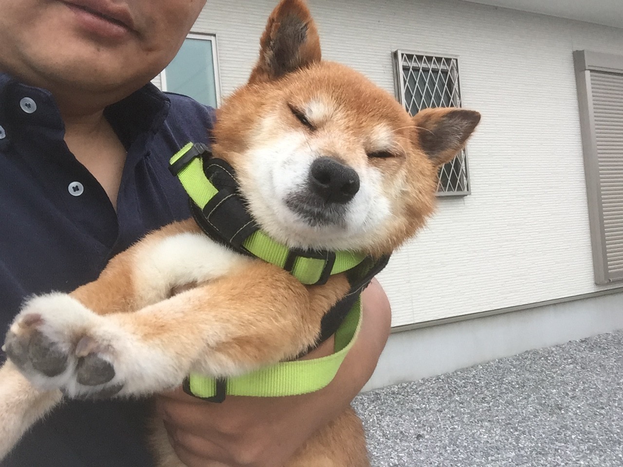 柴犬ロッキー君の犬用車椅子 ブログ はな工房