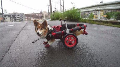 コーギー犬くるみちゃんの犬の車椅子♪