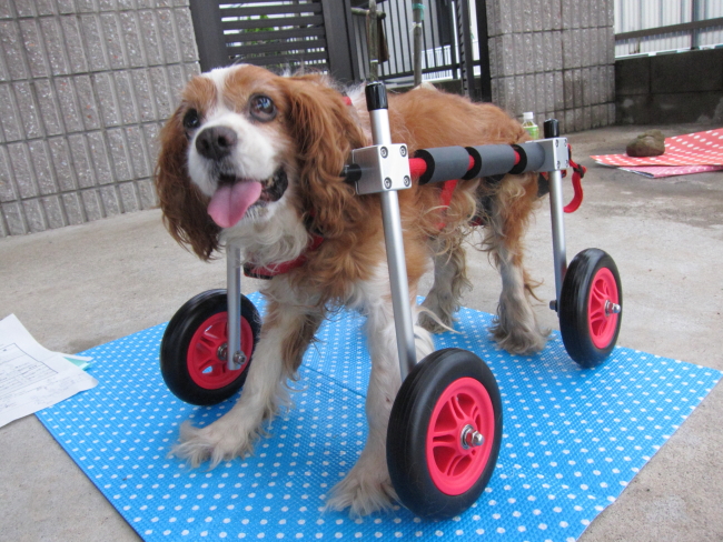 キャバリア チャックルちゃんの犬用車椅子 ブログ はな工房