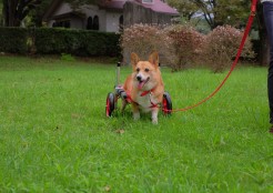 ウェルシュ コーギー 静岡県
