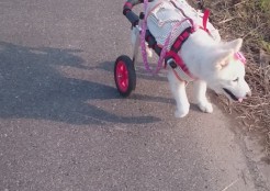 中型犬 群馬県