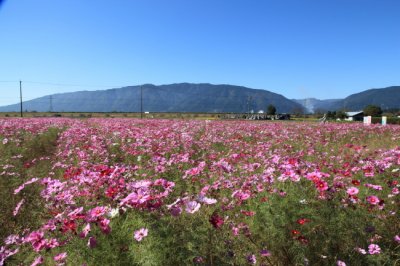 コスモス畑と東尋坊の夕陽♪