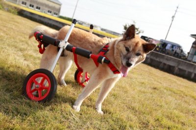 はなちゃんの飼い主様から犬の車椅子の嬉しい感想を頂きました♪