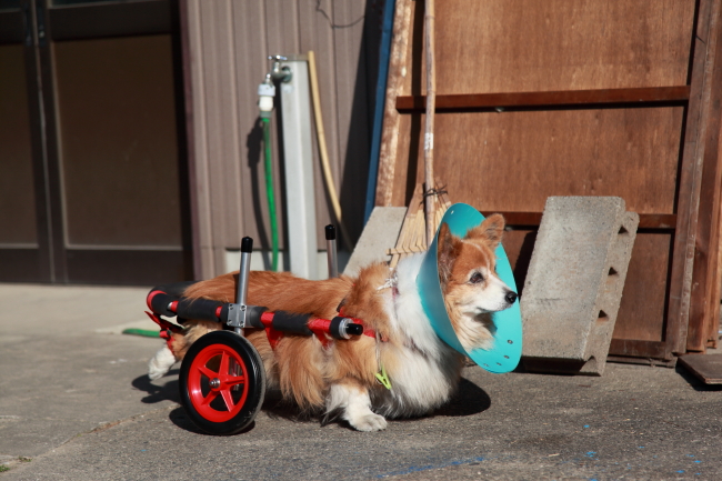 小型犬、姫ちゃん＆ｺｰｷﾞｰ犬エリちゃん＆ｺｰｷﾞｰ犬アインちゃんの犬の車椅子♪