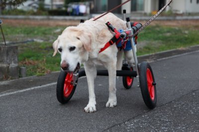 ラブラドールレトリーバー　サンプラスちゃんの犬の車椅子♪