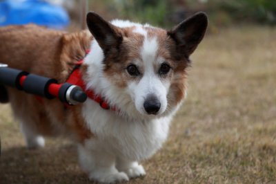 コーギー犬　佐助君の犬の車椅子♪