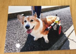 ウェルシュコーギー 香川県