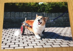ウェルシュコーギー 香川県