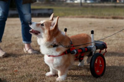 コーギー犬　ラッキーちゃんの犬の車椅子♪