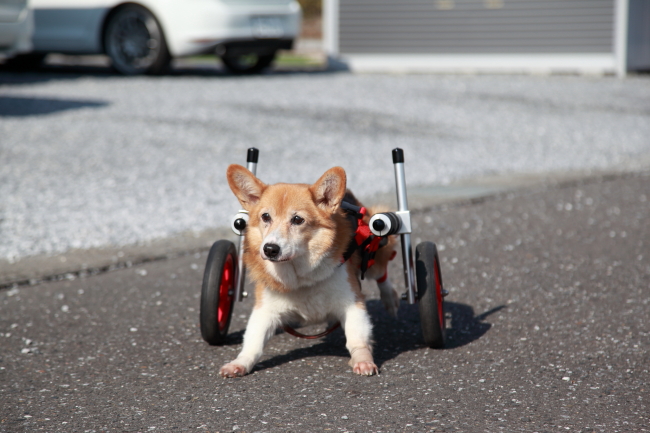 愛知県名古屋市からコーギー犬 ちょこちゃんが犬用車椅子の試乗にいらっしゃいました ブログ はな工房