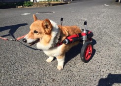 ウェルシュ コーギー 岐阜県