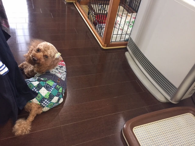 長野県のシェパード ヤマトちゃんの犬用車椅子 ブログ はな工房