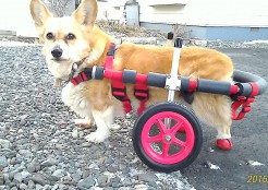 ウェルシュコーギー