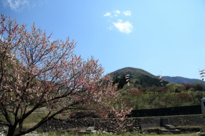 花桃の里へ行ってまいりました♪