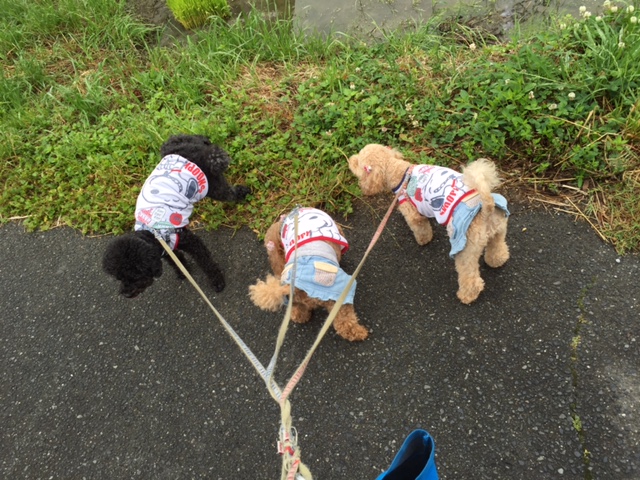 ラブラドールレトリーバー コロ助ちゃん&イングリッシュブルドッグ ルパンちゃんの犬用車椅子♪