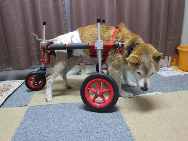 岐阜県の柴犬 ナチちゃんの犬用車椅子 ブログ はな工房