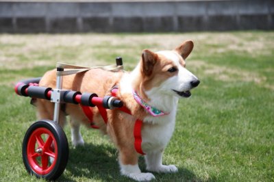 休日の犬用車椅子の試乗やご来店について、お知らせをさせて頂きます