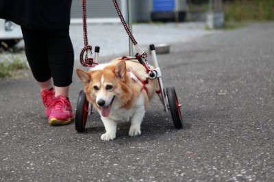 愛知県のコーギー犬　ももこちゃんが犬の車椅子の仕様変更にいらっしゃいました♪