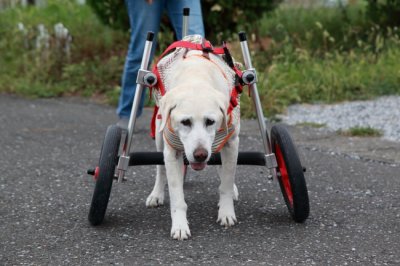 千葉県からラブラドールレトリーバーのゆうちゃんが犬の車椅子の試乗にいらっしゃいました♪