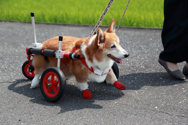 大阪府より コーギー犬のルーシーちゃんが犬用車椅子の試乗にいらっしゃいました ブログ はな工房