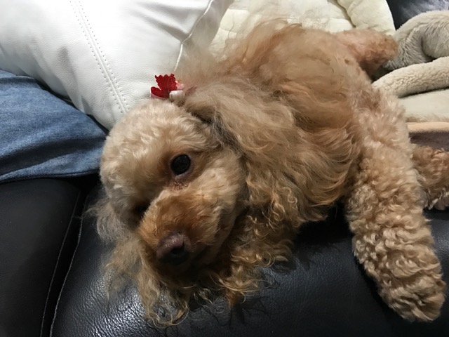 フレンチブルドッグ アンジーちゃん&ゴールデンレトリーバー COCOちゃんの犬用車椅子♪