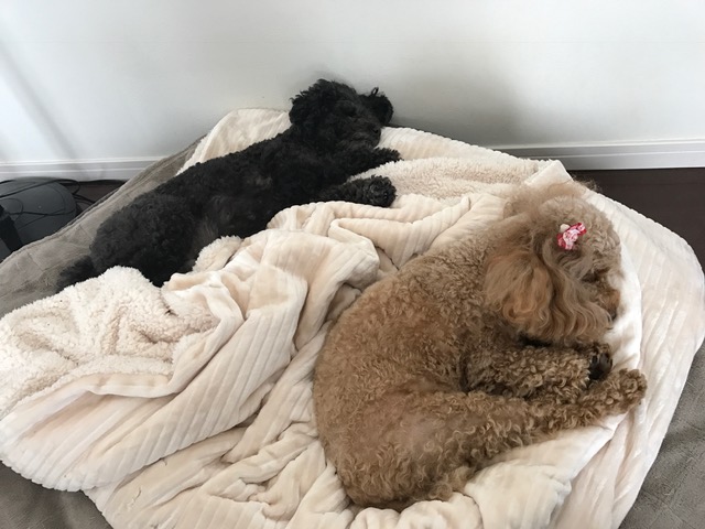 宮崎県のゴールデンレトリーバー レオンちゃんの犬用車椅子♪