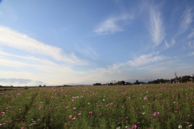 ワンちゃんと一緒に岐阜県羽島市にある、コスモス畑に行ってきました♪