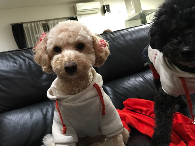 京都府のワイヤーフォックステリア アリスちゃんの犬用車椅子♪