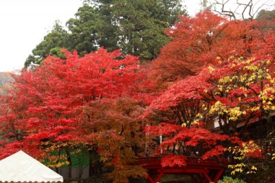 谷汲山へ紅葉狩り♪