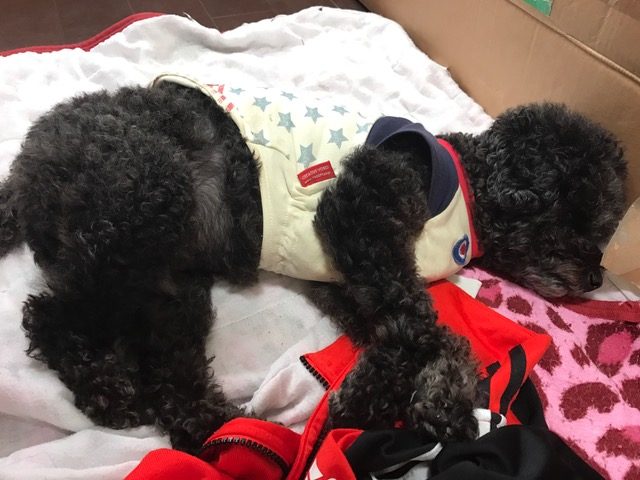 コーギー犬 ルルちゃん&ジャックラッセルテリア ゲイラちゃんの犬用車椅子
