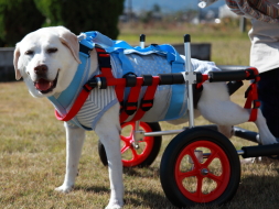 犬用車椅子 歩行器の はな工房 オーダーメイド 全国対応可