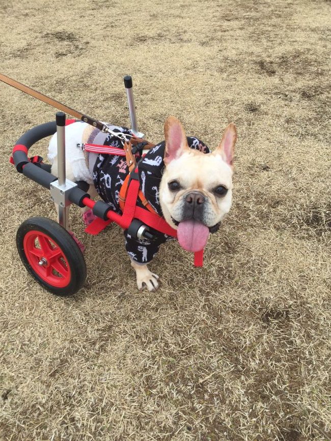 フレンチブルドッグ ニコちゃんの飼い主様より 嬉しいお知らせを頂きました ブログ はな工房