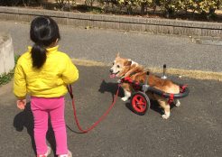 ウェルシュコーギー 埼玉県