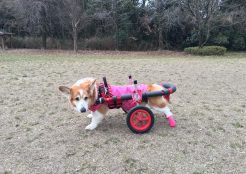 ウェルシュコーギー 愛知県