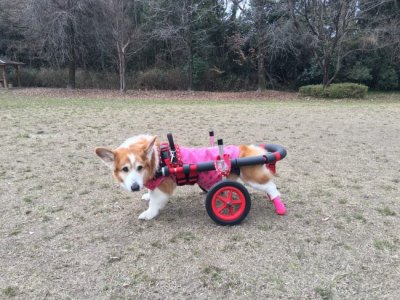 コーギー犬　アーサーちゃんの飼い主様より、嬉しいお知らせを頂きました♪