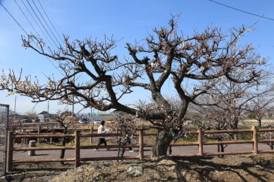 安八百梅園＆お千代保稲荷へ行ってきました♪