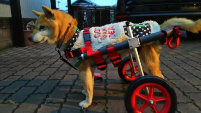 兵庫県の柴犬　ほたるちゃんの飼い主様より、嬉しいお知らせを頂きました♪